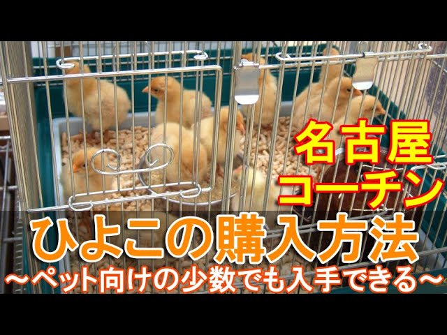 保存版】ヒヨコはどこで手に入る？実体験をもとに徹底解説！【購入先4