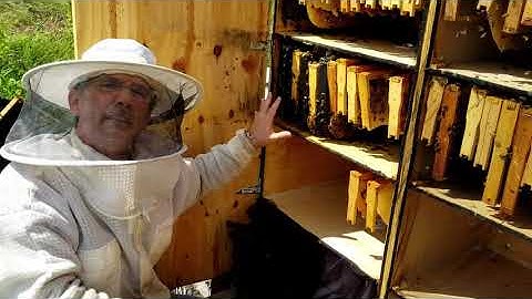 Working the Hive Hotel and the Langstroth Hive