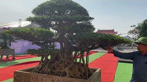 Những tác phẩm siêu víp  đã có mặt sớm tại trung tâm triển lãm ccnt Hải Phú 