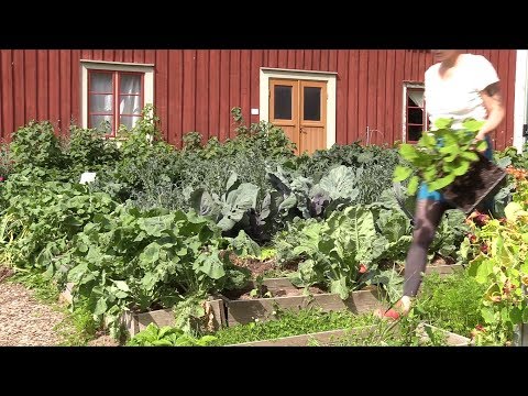 Video: Så Fänkål I Juni