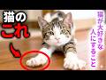 【９割が知らない】猫が「大好き」な人だけに見せる行動7選