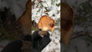 Гуцул в Карпатах знайшов гриба у ГРУДНІ під снігом🍄😄