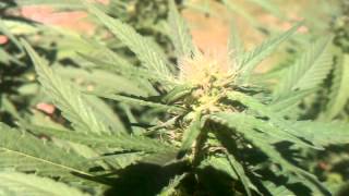 outdoor grow g-13