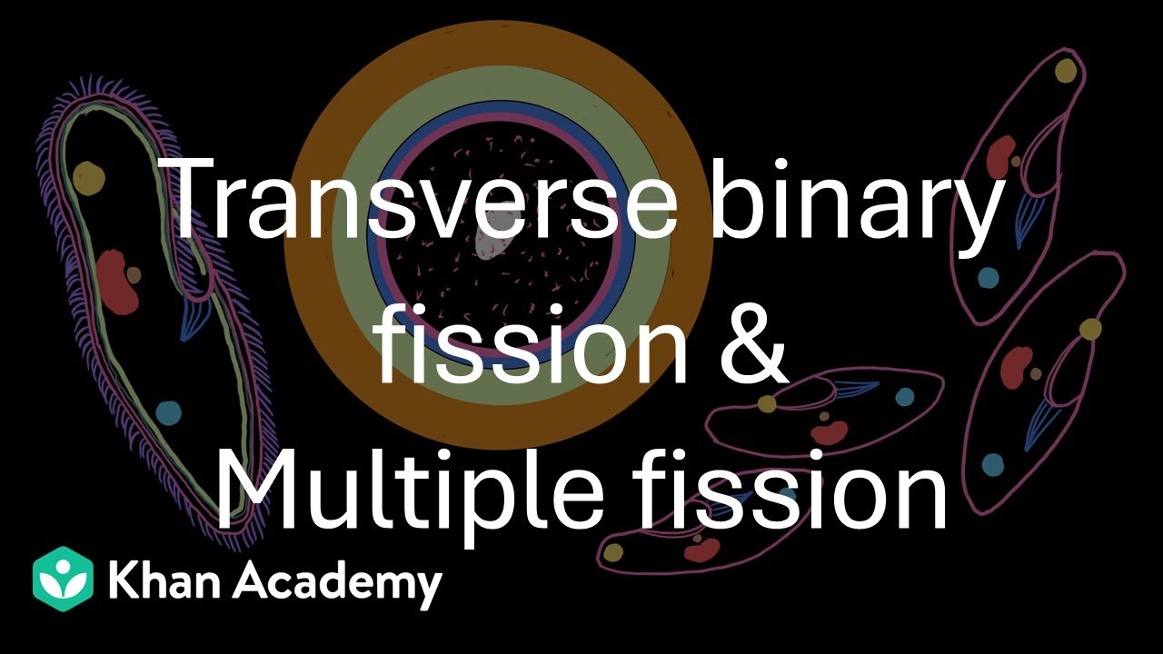 Поперечное бинарное деление | Размножение простейших | 11 класс | Зоология | Телангана