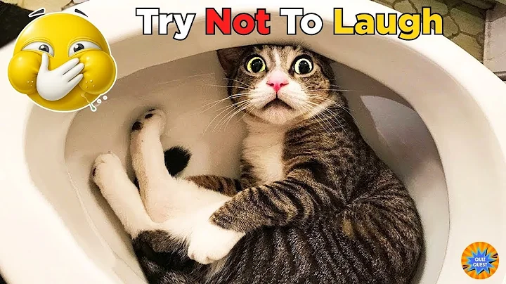 Video 11896891: funniest cats dogs, funnycats