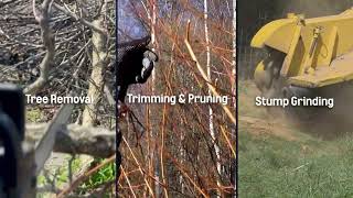 Expert Tree Service Downey CA | Tree Removal, Trimming & Stump Grinding | VitalRoots Tree Pros