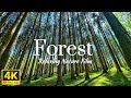 🌲 Forest Sounds & Birdsong – Relaxing Nature Sounds for Sleep, Meditation and Stress Relief | 1 Hour