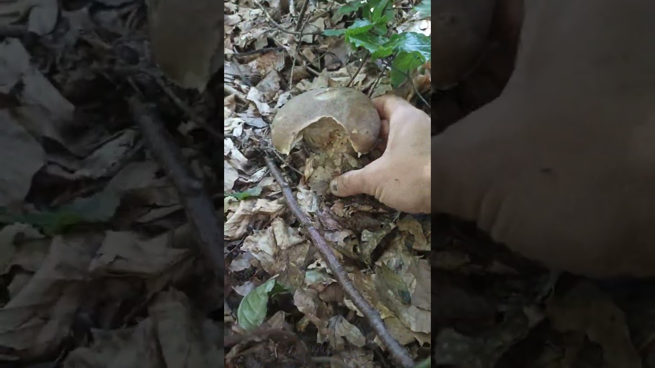 hrib dubovy,boletus,(nero)