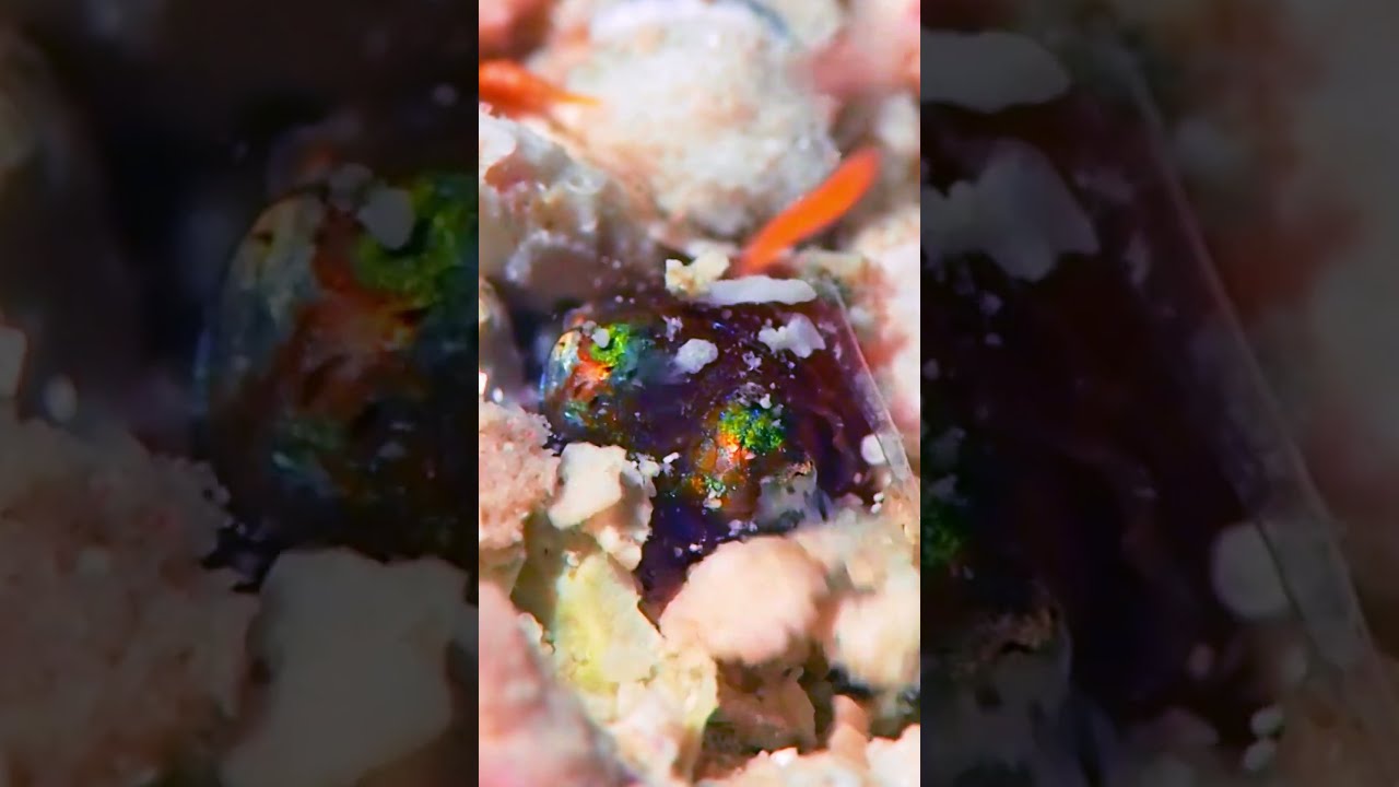 Tiny Squid Buries Itself In Sand ViralHog