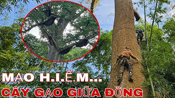 Khai Thác 4 TỔ ONG Rừng Trên Cây Gạo Khổng Lồ / Bữa Cơm Chia Tay Anh Em Thợ Ong Trên Bản Xa !