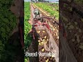 Farm life in china #farming #shorts