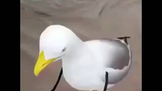 Dancing Seagul Meme