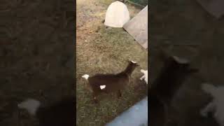Goat charges into baby goat