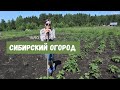 На маминых огородах в далёкой Сибири!