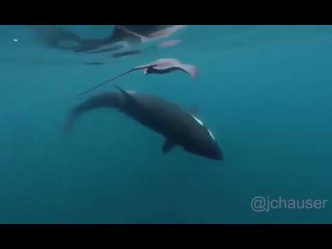 Orca tail slapping a ray