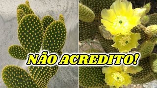 10 Espécies de Cactos que Florescem e Você não Sabia!