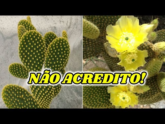 10 ESPÉCIES DE CACTOS QUE FLORESCEM E VOCÊ NÃO SABIA! - thptnganamst.edu.vn