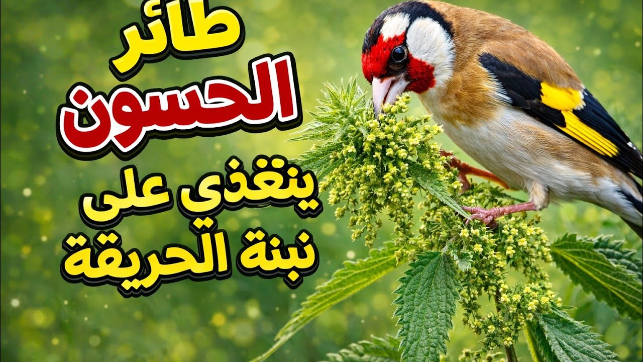 بداية تجهيز طائر الحسون على تزاوج وانتاج 