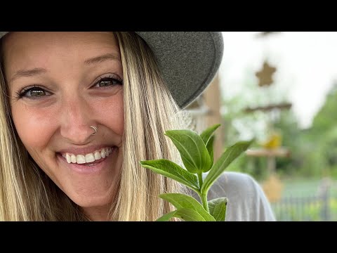 Pinching zinnias to