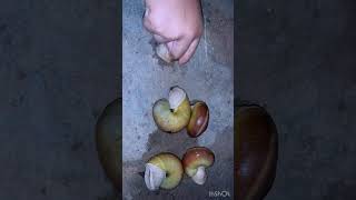 Very good big snail #viralvideo #snail #nature #highlights #shortvideo #insects #subscribe