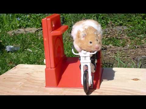 Hammy the Hamster Rides Again