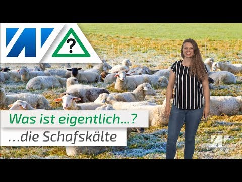Kalte Sommertage Frierende Schafe Was Ist Die Schafskalte