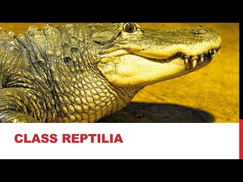 11 Biology - Chapter 10 - Lecture 29 - Superclass Tetrapoda - Class Reptilia