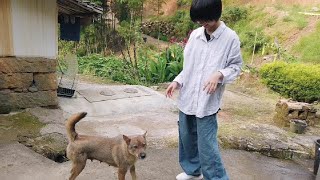 湖南客家丫头回乡村老家呼吸新鲜空气,狗子和田园猫列队迎接