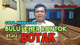 CARA MENGATASI BULU LEHER KENARI YANG RONTOK ATAU BOTAK // WIRANATHA CANARY