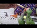 Baby Parrot Hand Feeding Sikhen | Handfeeding to a Baby Parrot By The Basic Tips _ Youtube