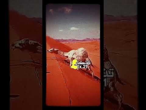 خلوج على جثت ولدها تجي وتروح