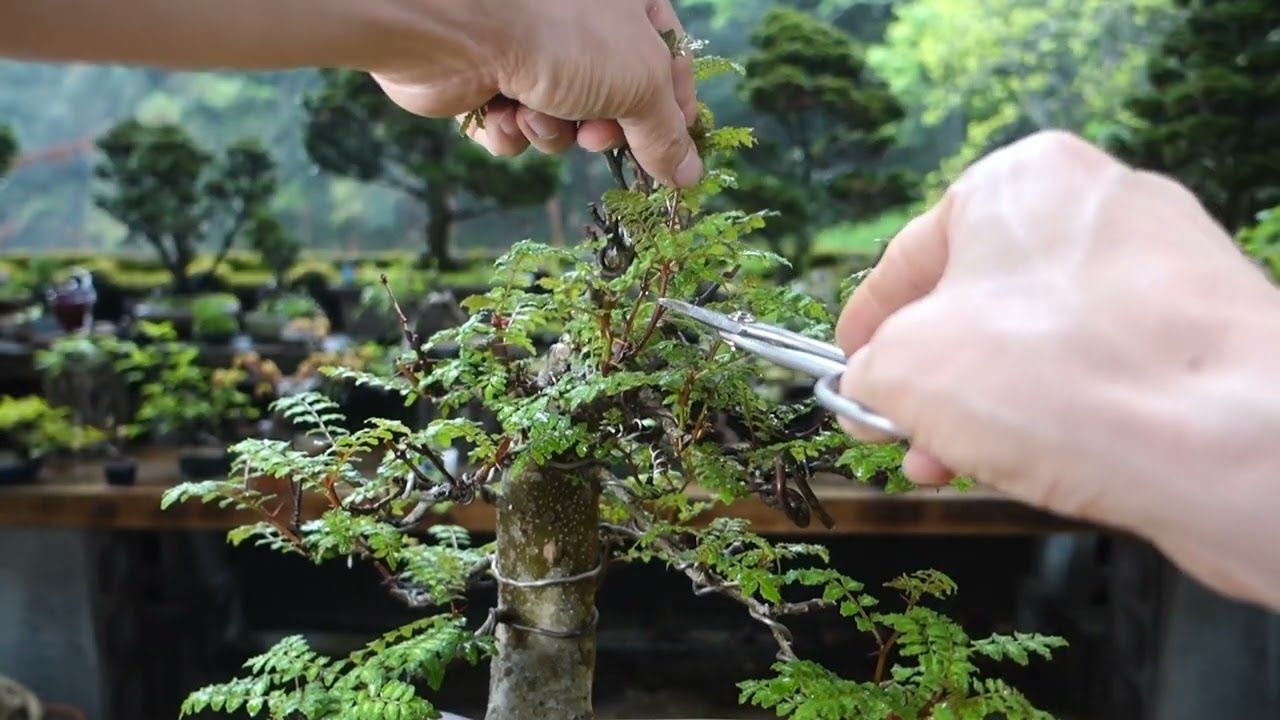 山椒の木 2021年に山採りした山椒（サンショウ）（♯200）の経過報告 ♯734