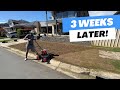 You wont believe what his lawn looks like 3 weeks later