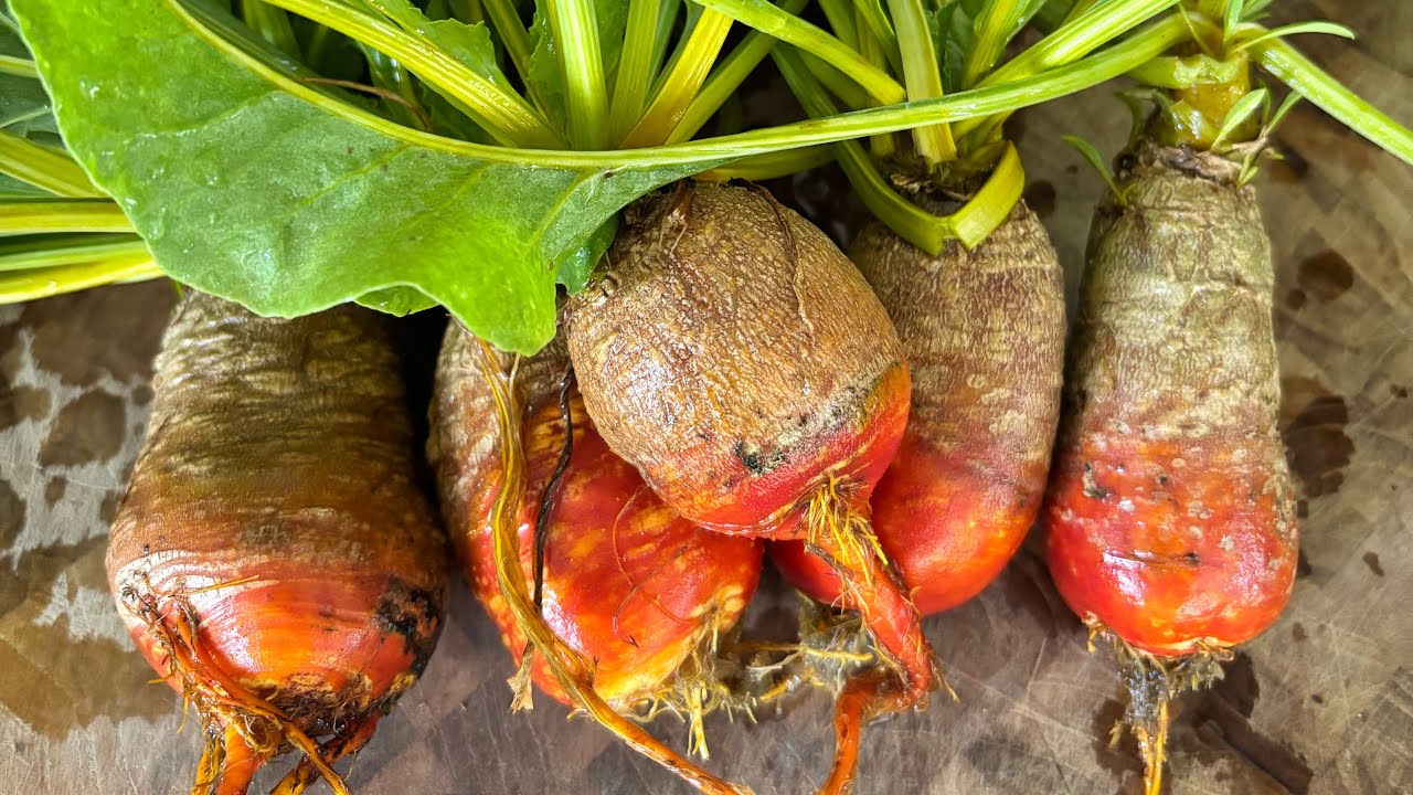 Can you grow BEETS in an aeroponic Tower Garden?