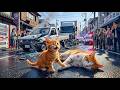 Ginger Kitten🐾 Desperate Journey to Save His Mama Cat | Emotional Mother Cat Rescue Story 😢❤️