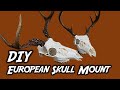 Diy european deer mount boiling method swamp n stomp ep 63