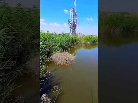 متعة صيد السمك البلطي وادي القمر