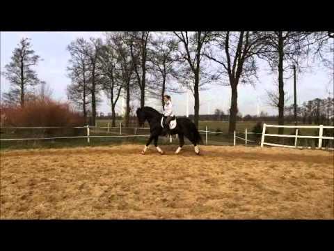 PRE rappe 10 Jahre 1,65 Stkm gekört - YouTube