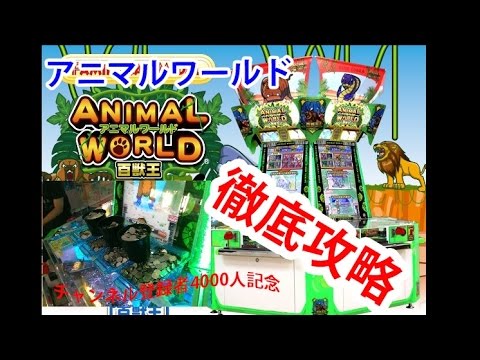 メダルゲーム攻略 アニマルワールド百獣王 必勝攻略法 Youtube