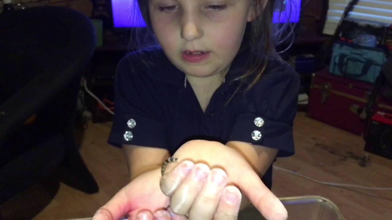 superworms food My living miracle Abby playing with Superworms