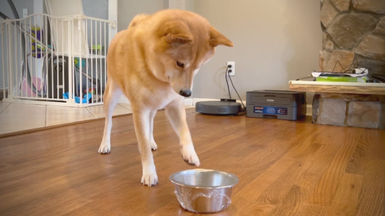 Saran Wrapping My Dog's Food Bowl. YouTube