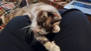 POV there's a sleepy purring cat on your lap by Cookie the Calico 73,422 views 1 year ago 47 seconds
