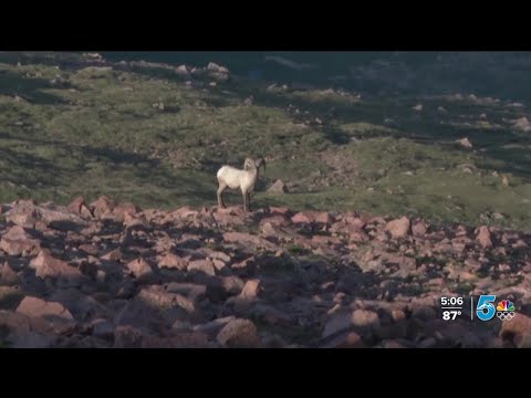 Big horn sheep