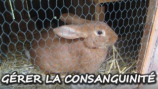 Comment gérer la Consanguinité dans un élevage de Lapins