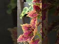 Колеус Пината / Красивые растения для сада