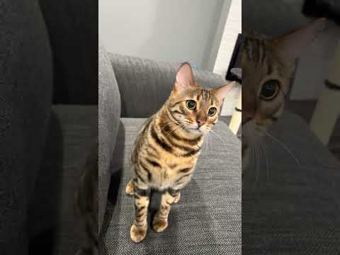 Bengal cat wants to play fetch