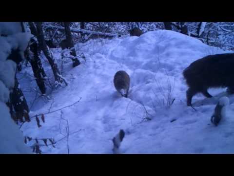 გარეული ღორები თოვლში | Borjomi-Kharagauli National Park