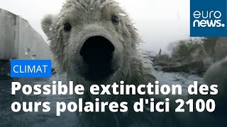 L'ours polaire pourrait s'éteindre d'ici 2100