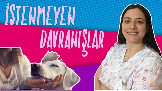 KÖPEKLERDE İSTENMEYEN DAVRANIŞLAR | Köpeğim Koltuk Kemiriyor, Çok Havlıyor ! by MerVET 819 views 4 years ago 4 minutes, 56 seconds