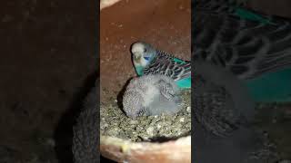 Budgie bird egg hatching Chicks Growth Day 20 #Viral #Shorts
